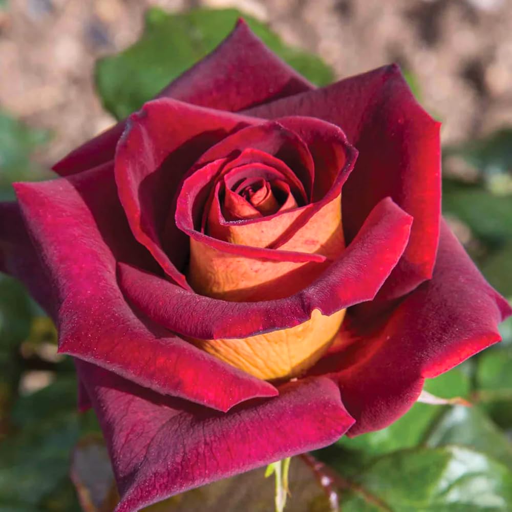 Amazon.com : Rose Bush Live Plant, Fragrant Hybrid Tea Rose